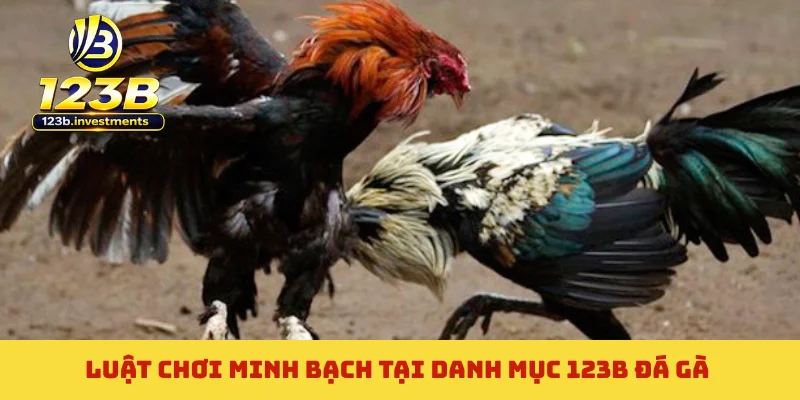 Luật chơi minh bạch tại danh mục 123B đá gà