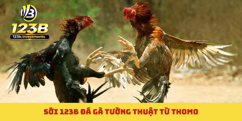 Sới 123B đá gà tường thuật từ Thomo